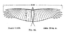 画像2: リリエンタールのカモメ型グライダー1889年式 (2)