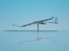 画像7: 上智大学 Flying Turkeys ポインセチア（初回限りの限定生産） (7)