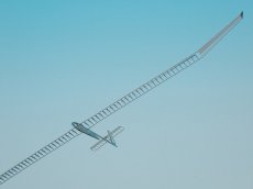 画像1: 上智大学 Flying Turkeys ポインセチア（初回限りの限定生産） (1)