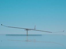 画像6: 上智大学 Flying Turkeys ポインセチア（初回限りの限定生産） (6)